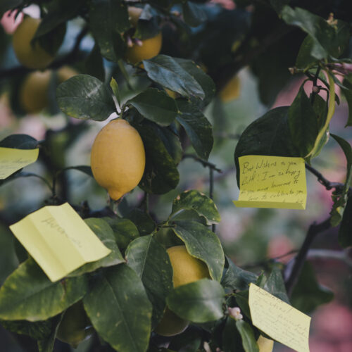 positano wishing tree